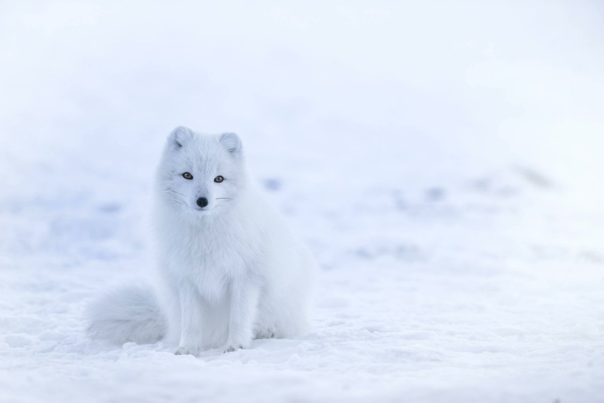 snow_holiday's tweet photo. Do you know what this animal is ? ❄️

#handpicked #skiholidays #VosVacancesNotrePriorité #bespoke #tailormade #welovesnow #snowsure #snowsureskisnowboard #snowholiday #ski #picoftheday https://t.co/52s9eCKYej