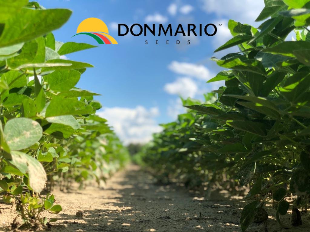 DONMARIO is an independent seed brand with over 40 years of experience breeding some of the highest yielding soybeans! 

DM us to learn about our exclusive varieties! #SeriousAboutSoybeans #soybeans #highyields