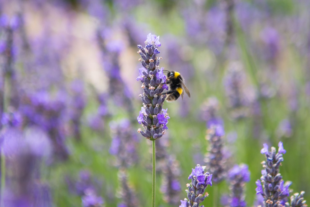 yeovalley's tweet photo. Help our bees 🐝
Today, along with @NYR_Official and 50 other businesses, we’re handing in an open letter calling on the government to ban all future use of neonicotinoids in the UK.
To help us save our bees and to #PutNatureFirst, click ➡️ https://t.co/a9VFxeOlQy
#YeoValley https://t.co/cQlQxKr8IJ