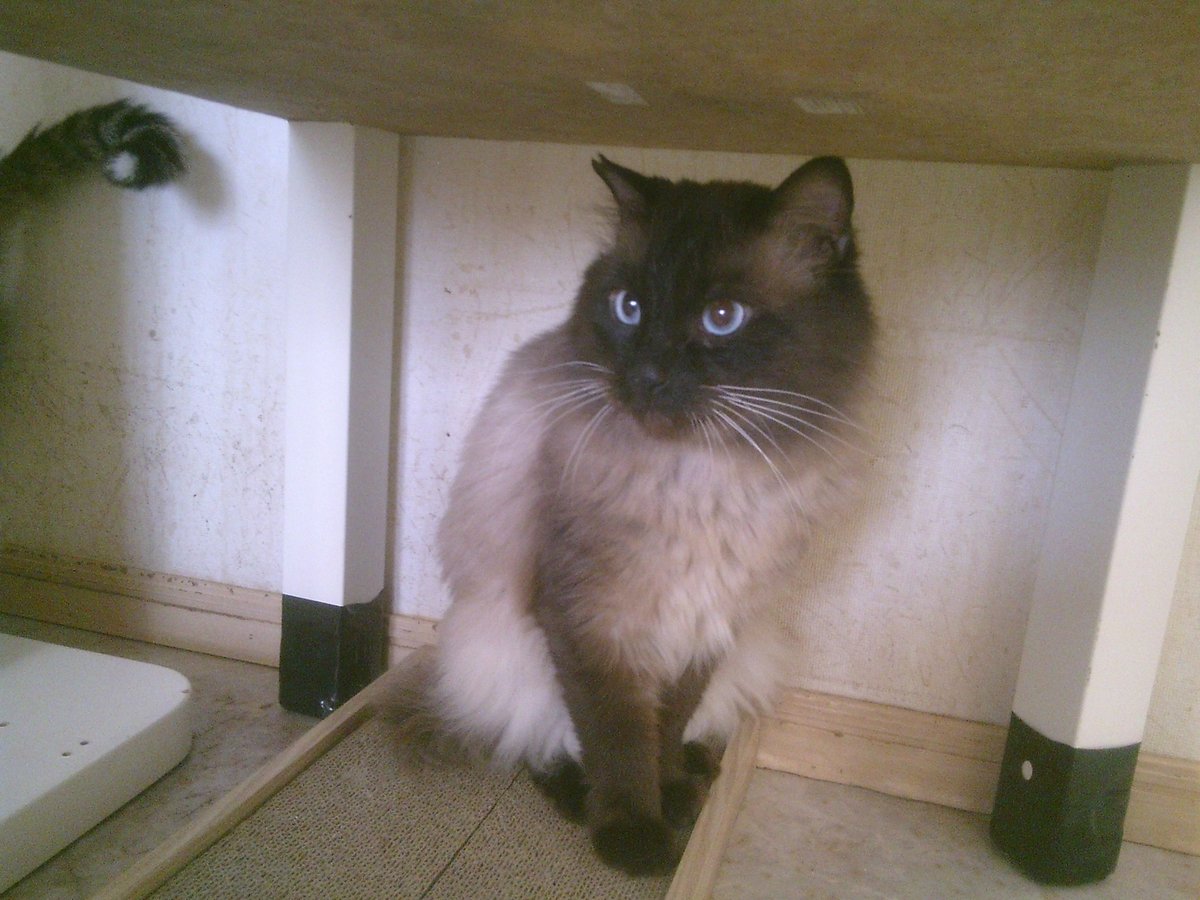 仲田加南のtwitterリアルタイム検索結果 Meyou ミーユー