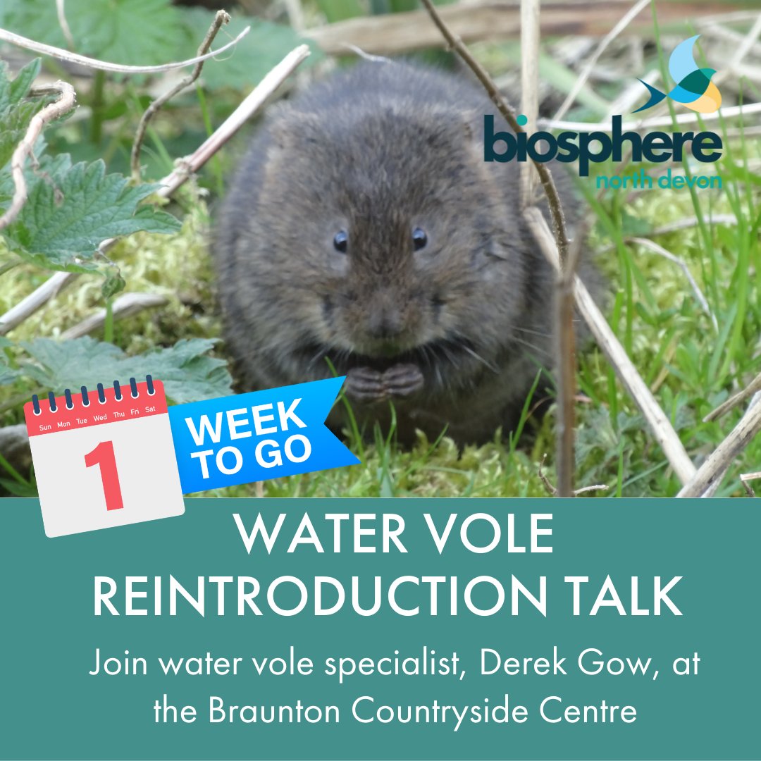#WaterVoles :the answer to boosting local #Biodiversity in #BrauntonMarshes?
<a href="/gow_derek/">Derek Gow</a> guest speaker+all-round expert in water vole conservation is telling us all about it.
NEXT FRIDAY 1 April, Braunton Countryside Centre
BOOK A FREE TICKET >> eventbrite.co.uk/e/298069302307