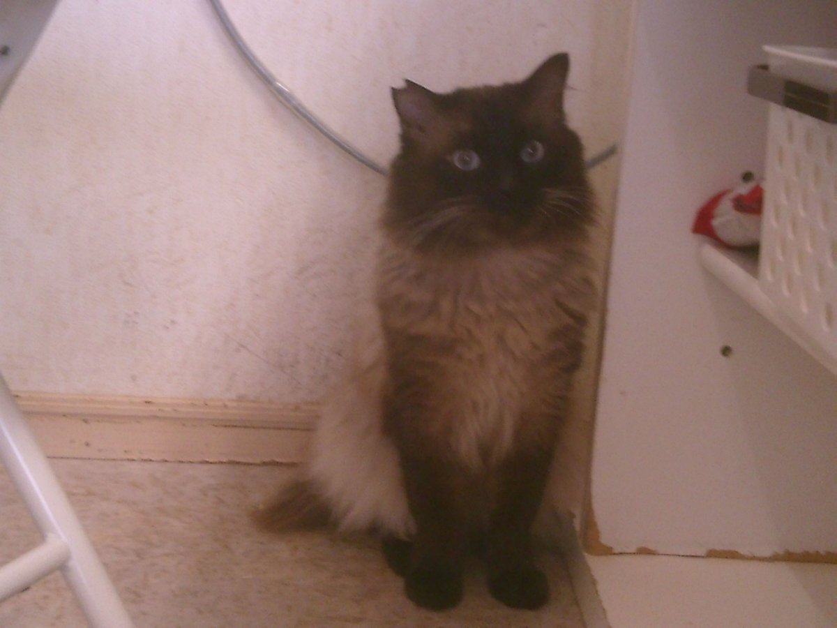 仲田加南のtwitterリアルタイム検索結果 Meyou ミーユー