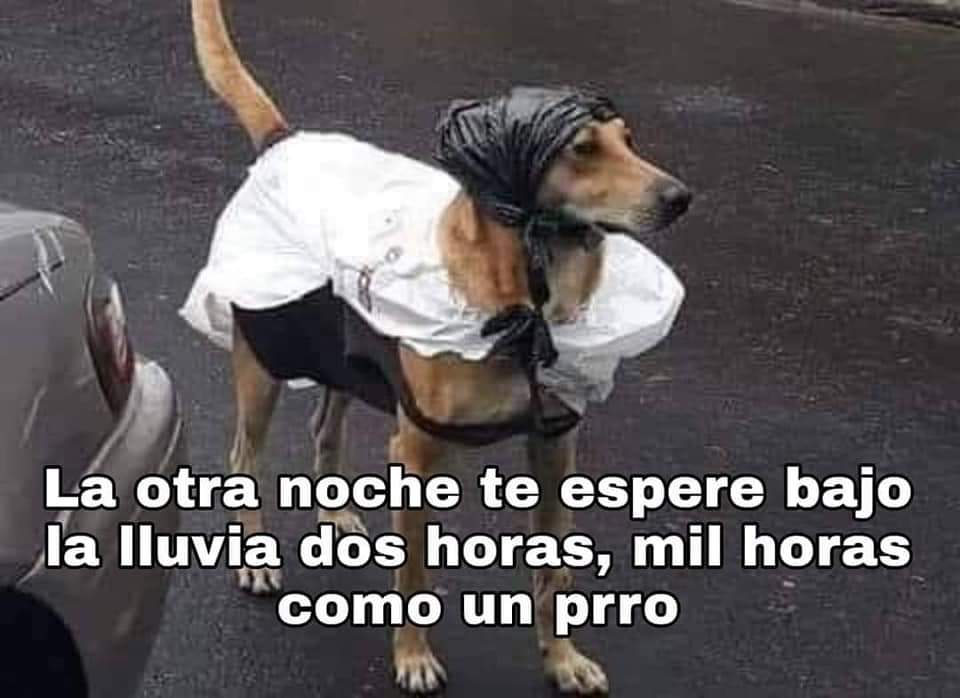 JazPereiraM's tweet image. - Doja Cat diciendo que nadie la espero afuera del hotel 
- Los fans