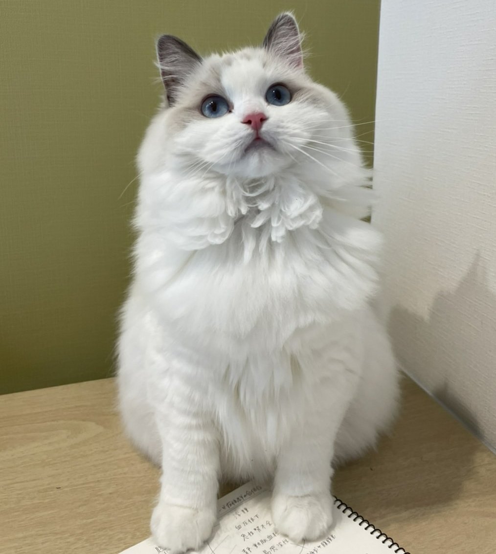 サイベリアン きゃらめる デブちんまっしぐら リヴィちゃん まだまだ10ヶ月の子猫だニャン ラグドール おデブ子猫 美人ラグドール 猫好きさんと繋がりたい T Co Zr25rabohw Twitter サイベリアン きゃらめる デブちんまっしぐら リヴィちゃん まだまだ10ヶ月の子猫だニャン ラグドール おデブ子猫 美人ラグドール 猫好きさんと繋がりたい T Co Zr25rabohw Twitter
