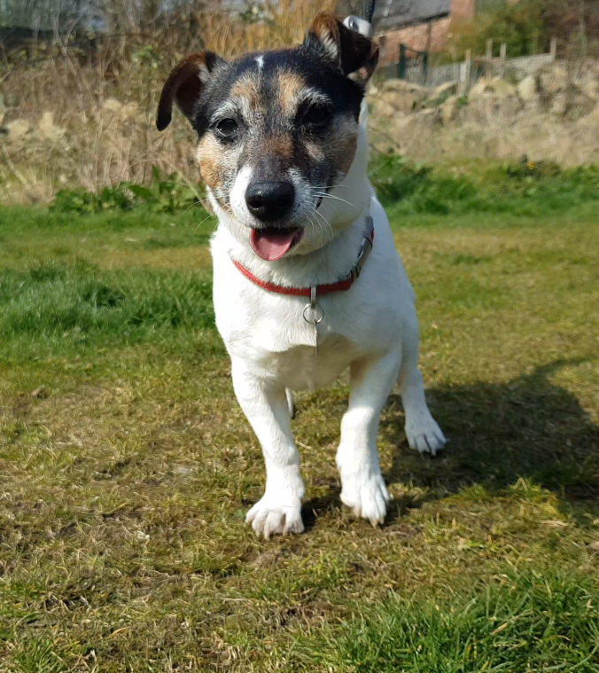 AdoptionsUk's tweet photo. URGENT please retweet to help Oscar (Sausage) find a home #MANCHESTER #ENGLAND 

Aged 14!! Poor Oscar was a stray that no one claimed.Full of character, he gets on well with other dogs and can live with children aged 14+ Please share?❤️
DETAILS or APPLY👇
https://t.co/fucJx5n75j https://t.co/G5lb11VoXv