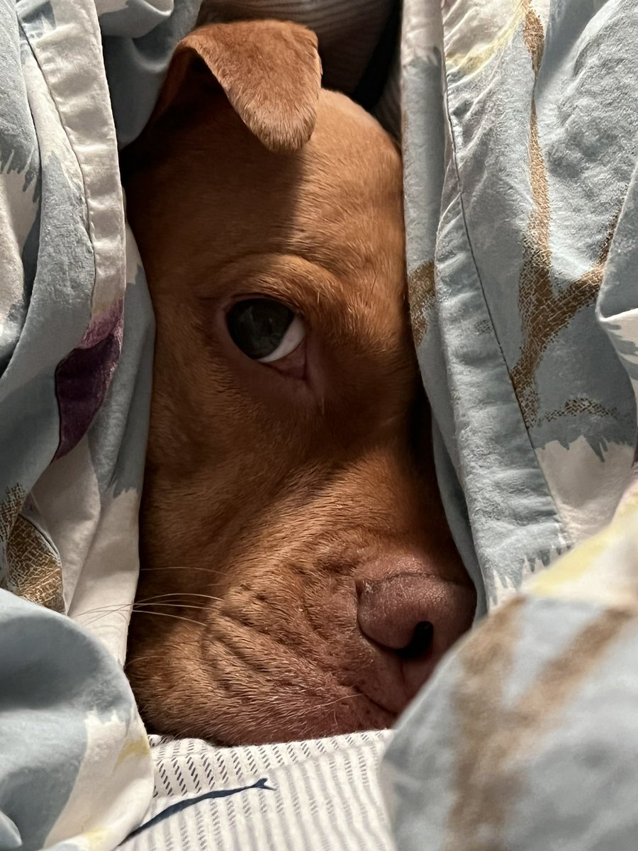 PheoSurgeon's tweet photo. She is channeling my desire to keep sleeping but alas, I must go forth and try to do good work today! #SurgicalDogs https://t.co/Zx3tAbPPl8
