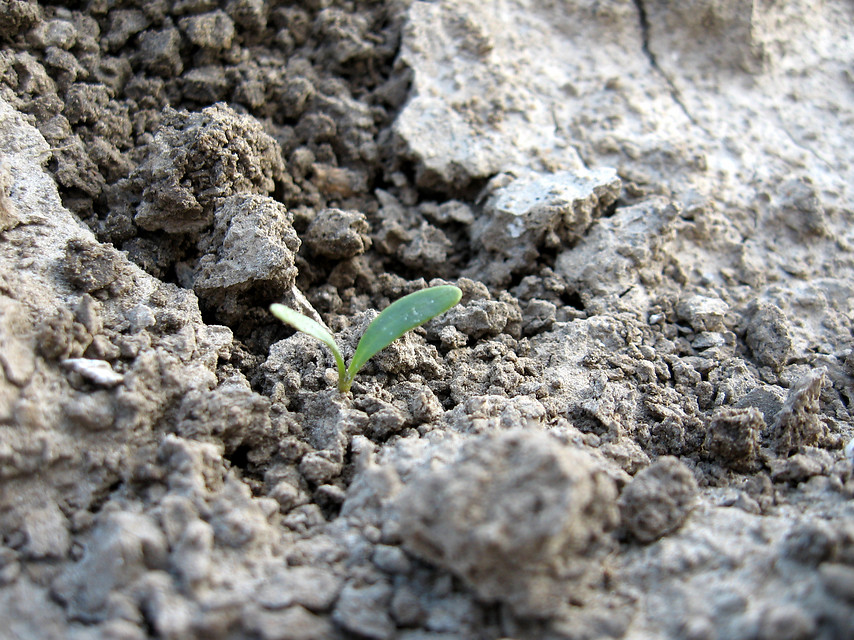 Ook in Moerstraten staan de eerste #suikerbieten al boven. Bent u benieuwd wanneer op uw #akker de bieten boven zullen komen? Gebruik dan onze applicatie op irsapplicaties.nl/zaai-opkomst-g…. Vul de zaaidatum in en krijg een schatting op basis van actueel weer en het 20 jarig gemiddelde.