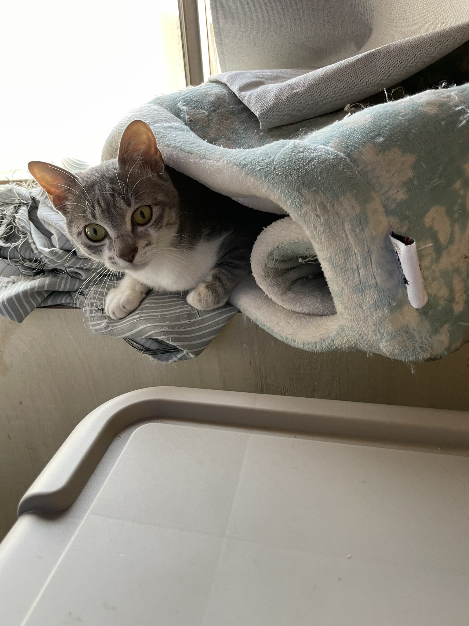 ﾓﾉｸﾛ あきら これは ベリベリに破かれたカーテンと自分で踏み潰した寝床に入る猫 T Co 77ksm268yg Twitter