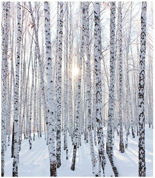 Simple and beautiful !
#photos #photography #landscape #snow