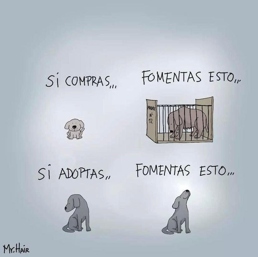 No compres, adopta ✨