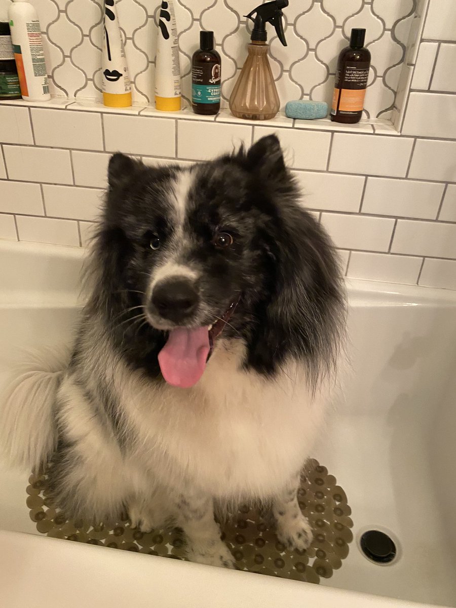iisalobo's tweet photo. Y’all my dog wet is the equivalent of me w straight hair 🤣 https://t.co/tZjwgSK7cf