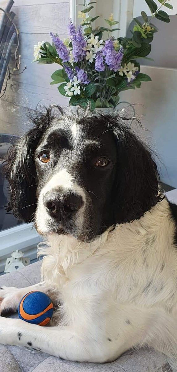 NeilDobson19's tweet photo. Paws up if you had the sunshine today?🌞
The weather was wooftastic in BB land.
So much so the Springerhouse is now officially open.🥰
I am a very happy boy.
Loves BBxx❤🐶❤
#dogsoftwitter https://t.co/qQSATj4wqi