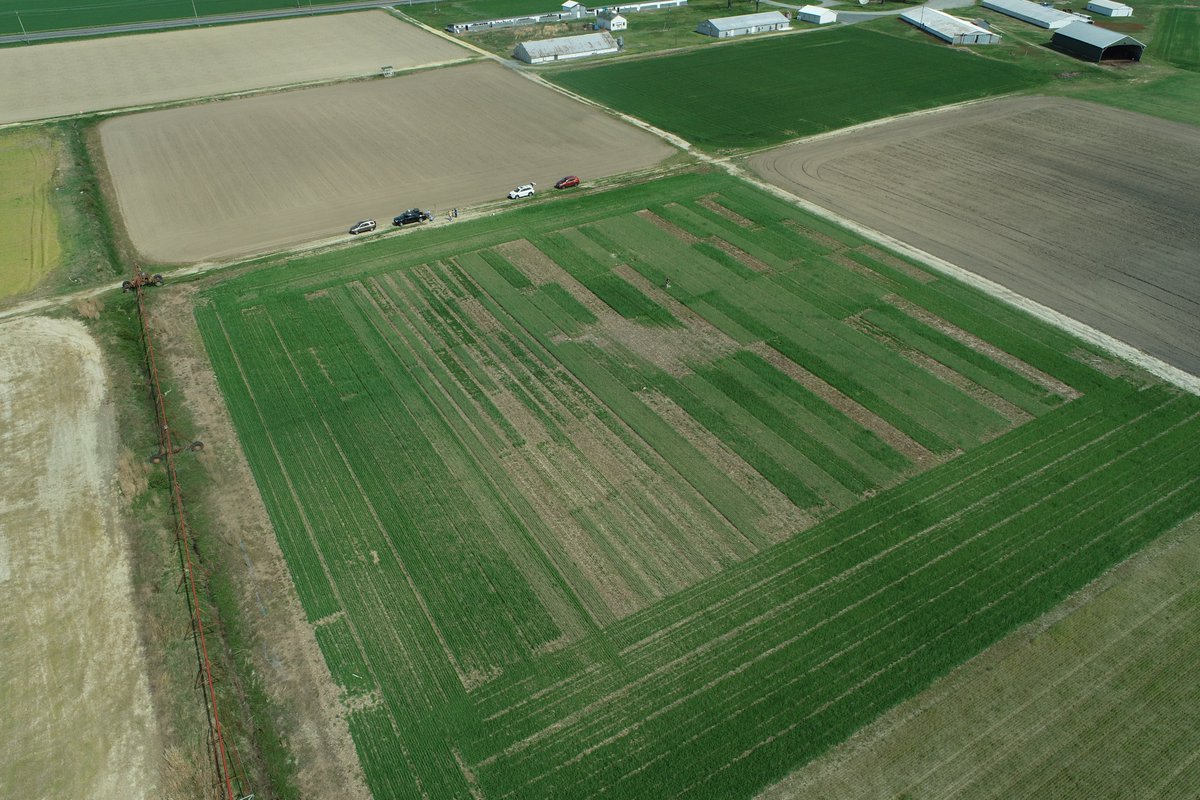 Its time to start making burndown decisions on your cover crops. If you have rye mixtures with legumes, planting green (late April burndown for corn) added a significant amount of N with C:N ratios still less than 20 in southern Delaware. Read more here:
udel.edu/009432