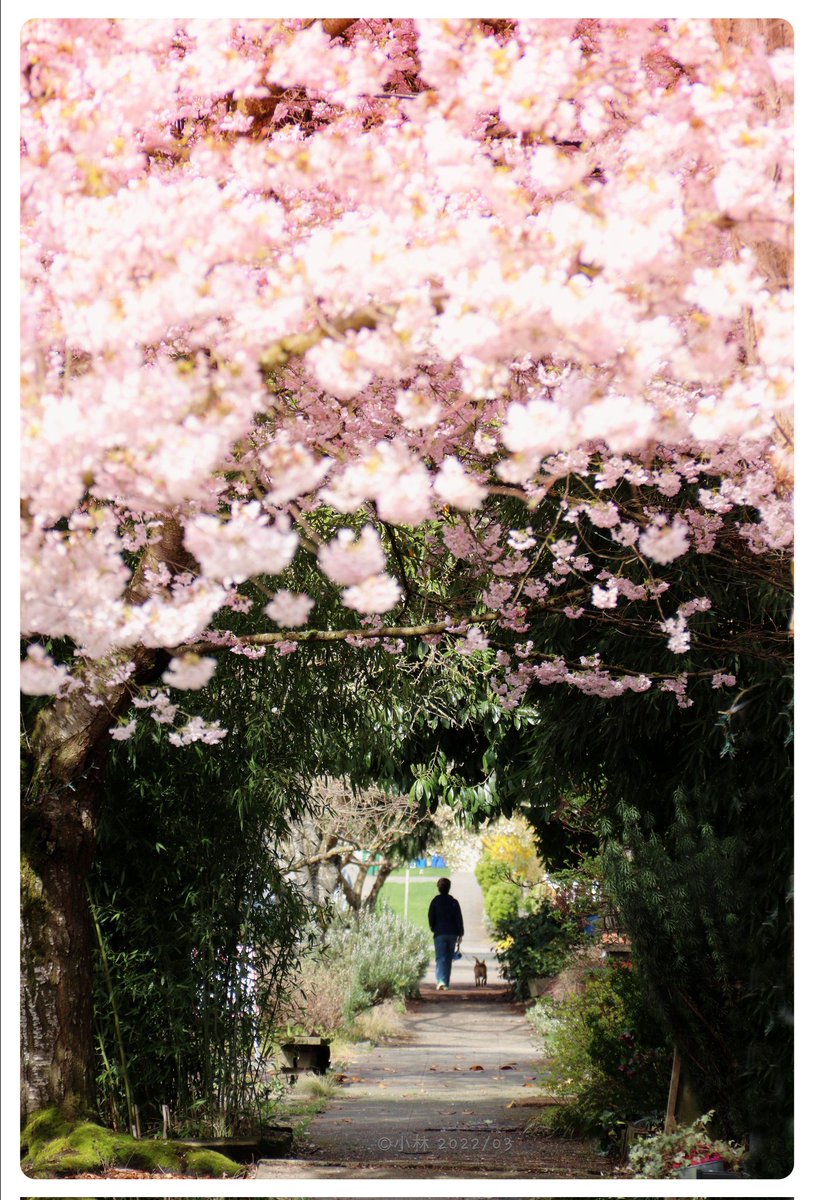 papolaw's tweet photo. "Springtime Walkers"
It's best to grab a buddy when enjoying the #CherryBlossoms
Happy Friday!!
#SpringTime #PacificNorthwest
#StreetPhotography #WelcomeToWashington #TwitterNatureCommunity #NaturePhotography @ThePhotoHour https://t.co/xNCiS48NuS