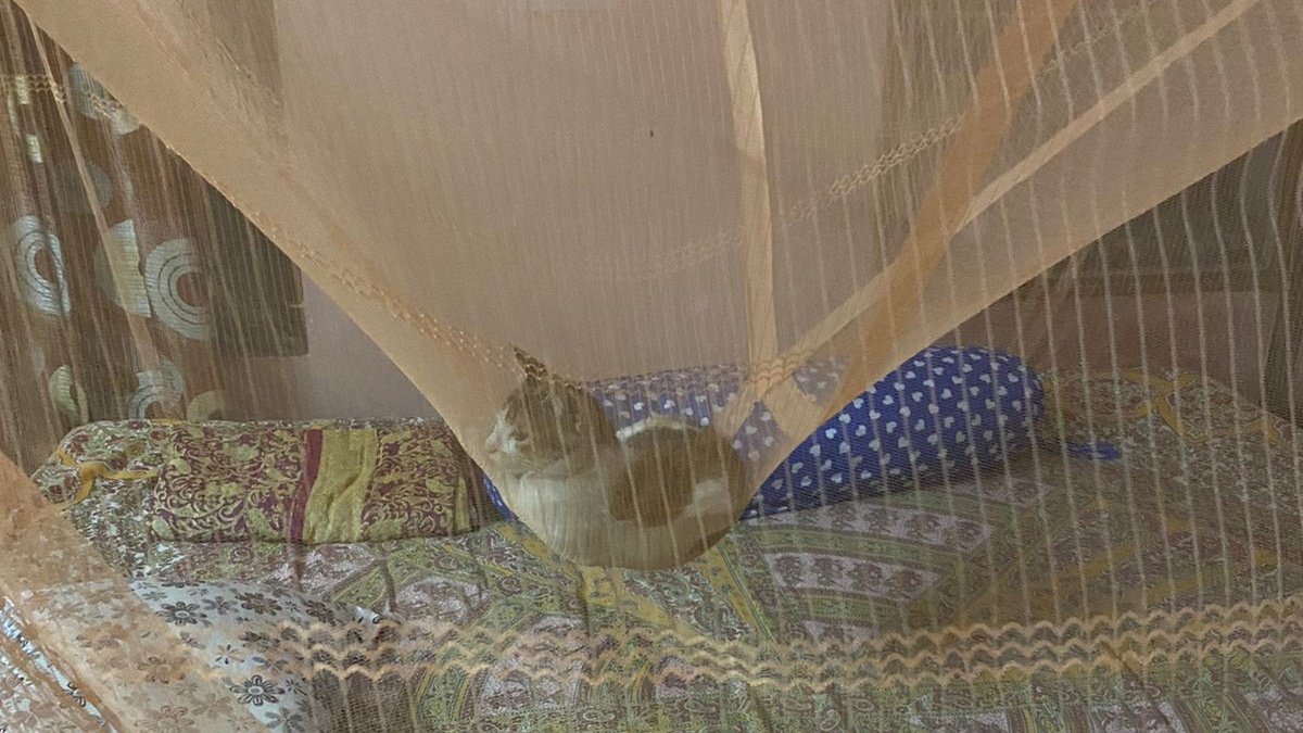 potatoing__'s tweet photo. My s/o's cat gave us a practical demonstration of the space time curvature skdjehebs https://t.co/AMWupYZIoB