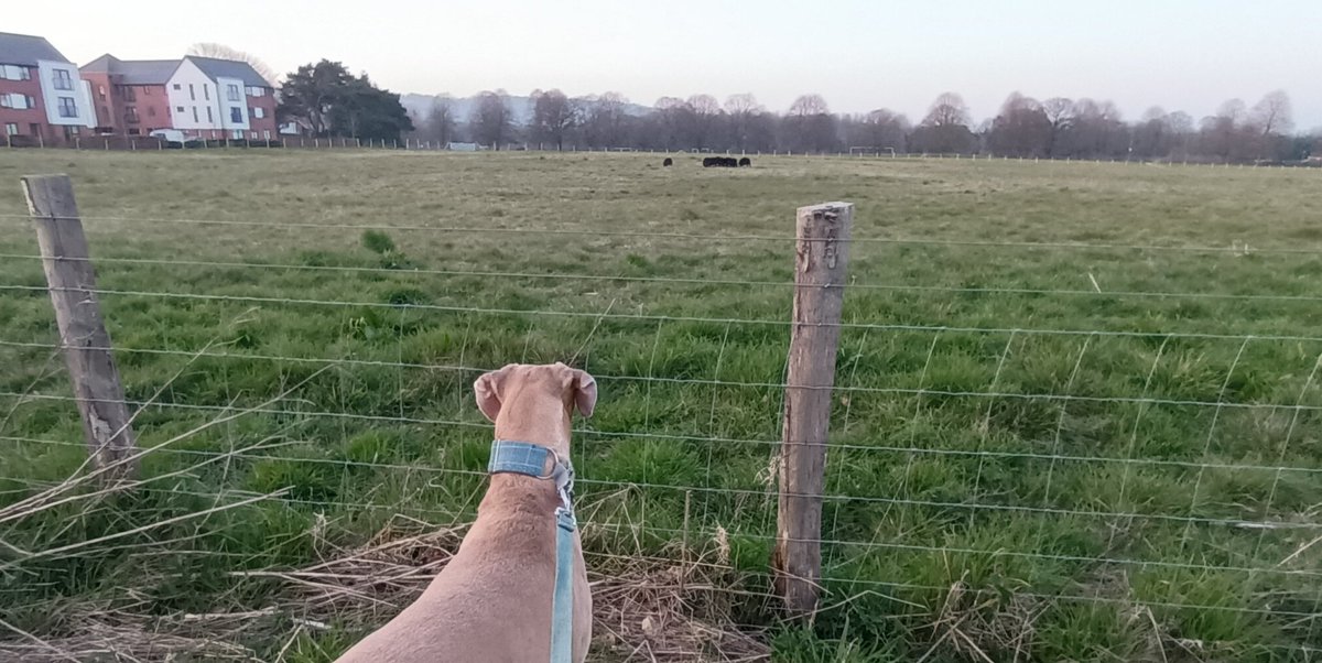 OnePint's tweet photo. And so it begins, Alf no longer offlead on our estate. Just another thing to worry about.. 😔 #sheepgate https://t.co/iDuxhQgI3r