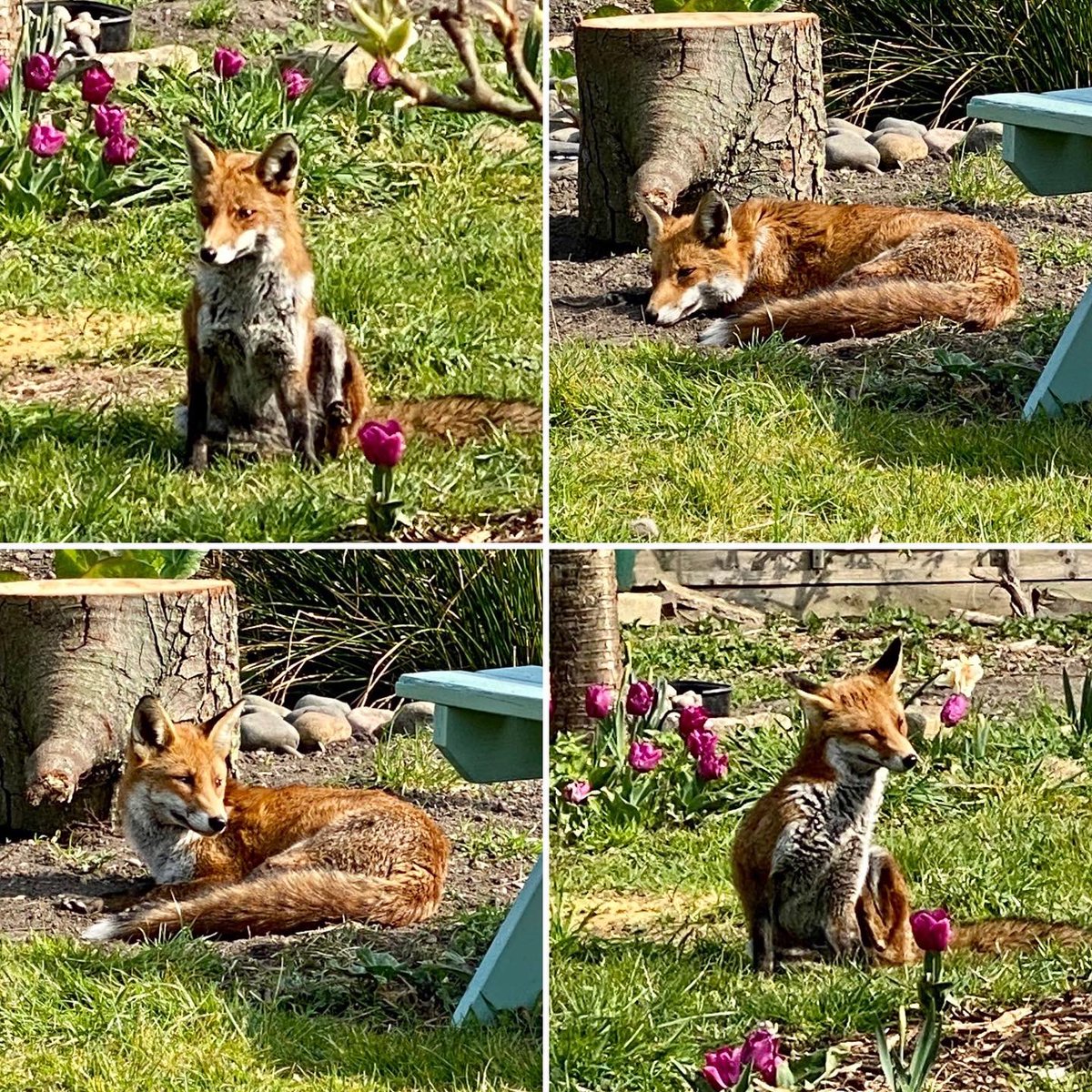 What a perfect spring day 🌞🌼to be working in @OrchardMitcham w/ the #GrowingForGood monthly food growing workshop by <a href="/SustainableMert/">Sustainable Merton</a> 
Sign up to join us next month &amp; meet our resident 🦊, Ms Nosey! <a href="/OneYouMerton/">@OneYouMerton 💙</a> <a href="/Merton_Council/">Merton Council</a>
