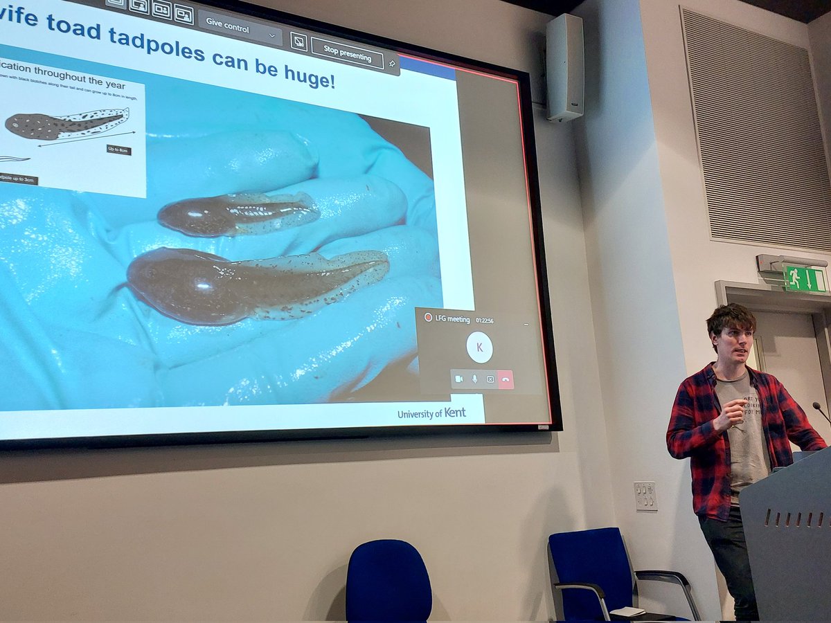 carlsayerUCL's tweet photo. A great legend of herpetology hits the stage at the @LndnFreshwater. @stevoallain gets deep into the natural history of the Midwife Toad. Nothing can stop him. #Toadtastic @ARGroupsUK @frogsatuea @ToadRescue @eshilland https://t.co/nr54yJE41c
