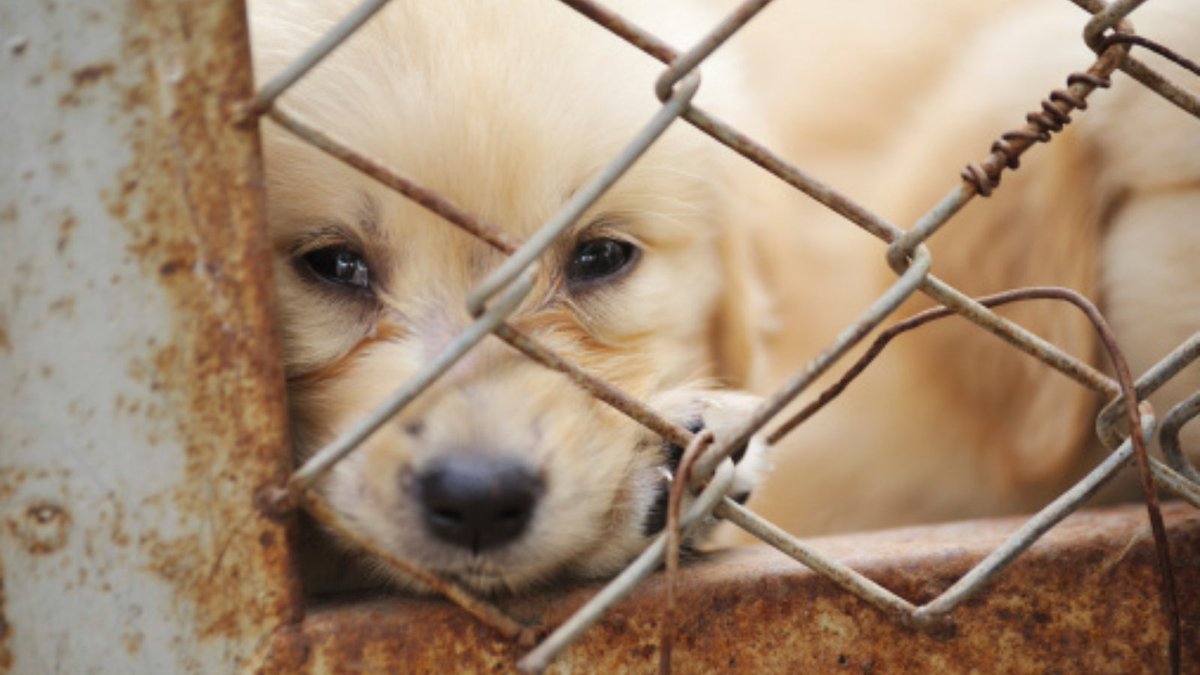 ALDF's tweet photo. 🚨Florida - Urgent! please call @GovRonDeSantis  at (850) 717-9337 and ask him to veto SB 620, which could prohibit local governments from taking action to prevent the sale of dogs from puppy mills! https://t.co/JFLStqvsMl
