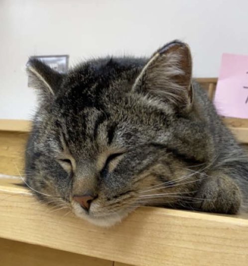 Class guest. Wesley. #catguest