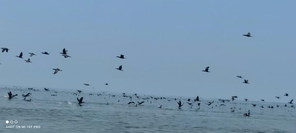 bley93's tweet photo. Ciénaga grande del Magdalena Ramsar, reserva de la biosfera, con 400 Km de extensión aproximada, rodeado de flora y fauna ( Colonia de Pato cuervo, fragata). #MIRNENCGSM @CM_Botero @uniCostaCOL https://t.co/cOrJiLX5Mc