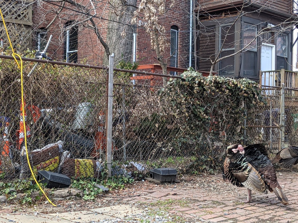woke up from a nap and now I got pet turkeys in my back yard