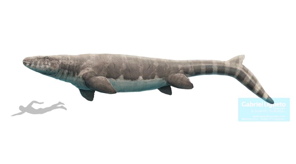 3DAnatomyStudio's tweet photo. If you follow us, you probably know that dinosaurs weren't lizards, but the giant aquatic mosasaurs were true lizards, and were surprisingly diverse in their ecology, per new study: https://t.co/Nkto1NXLRR 🎨 of #Prognathodon by @SerpenIllus 
#SciNews #FossilFriday #OpenAccess https://t.co/wM6o3JHCEw