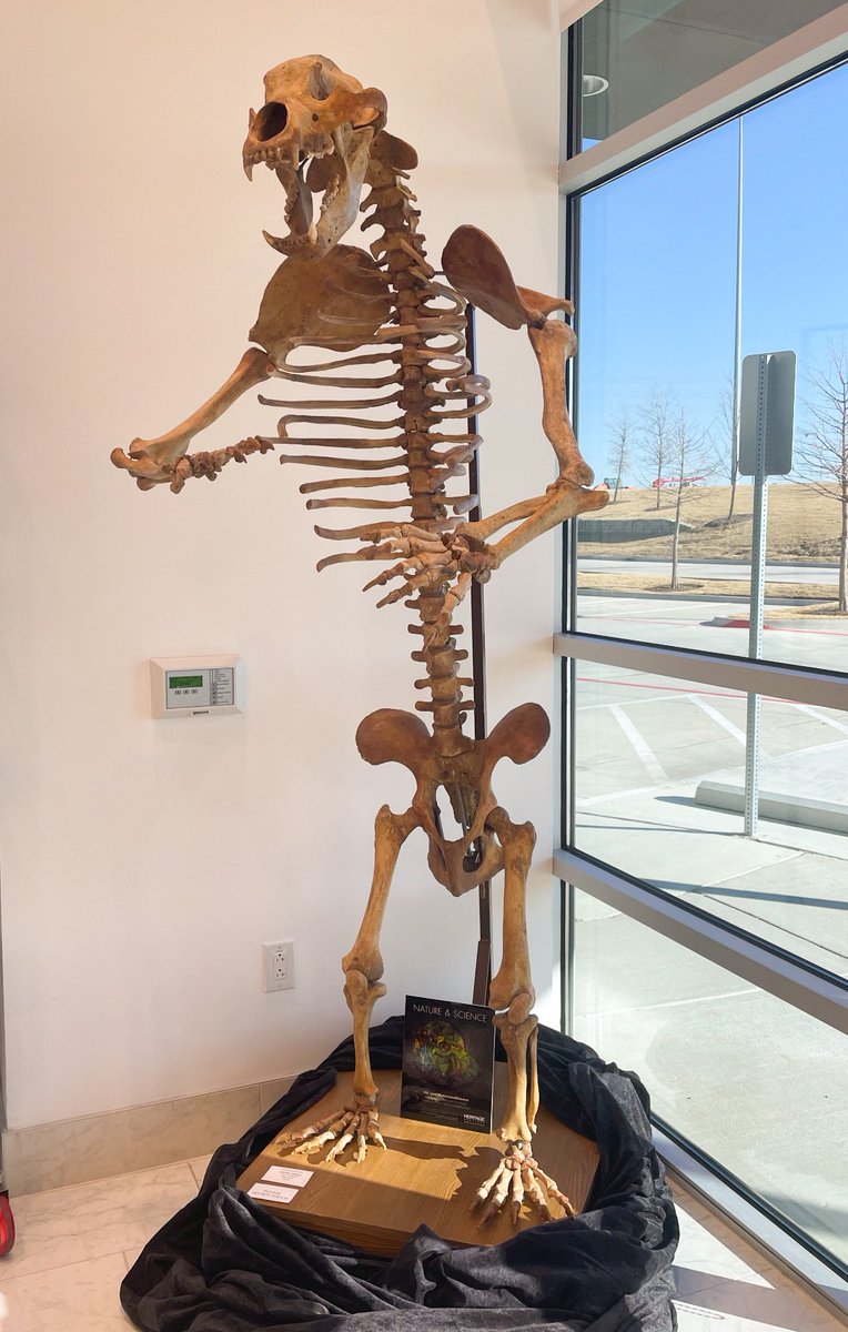 Heritage_Sport's tweet photo. 10,000 year old cave bear skeleton on display in the lobby of our HQ in Dallas today #auctionhouselife https://t.co/TtuEgIM5eW