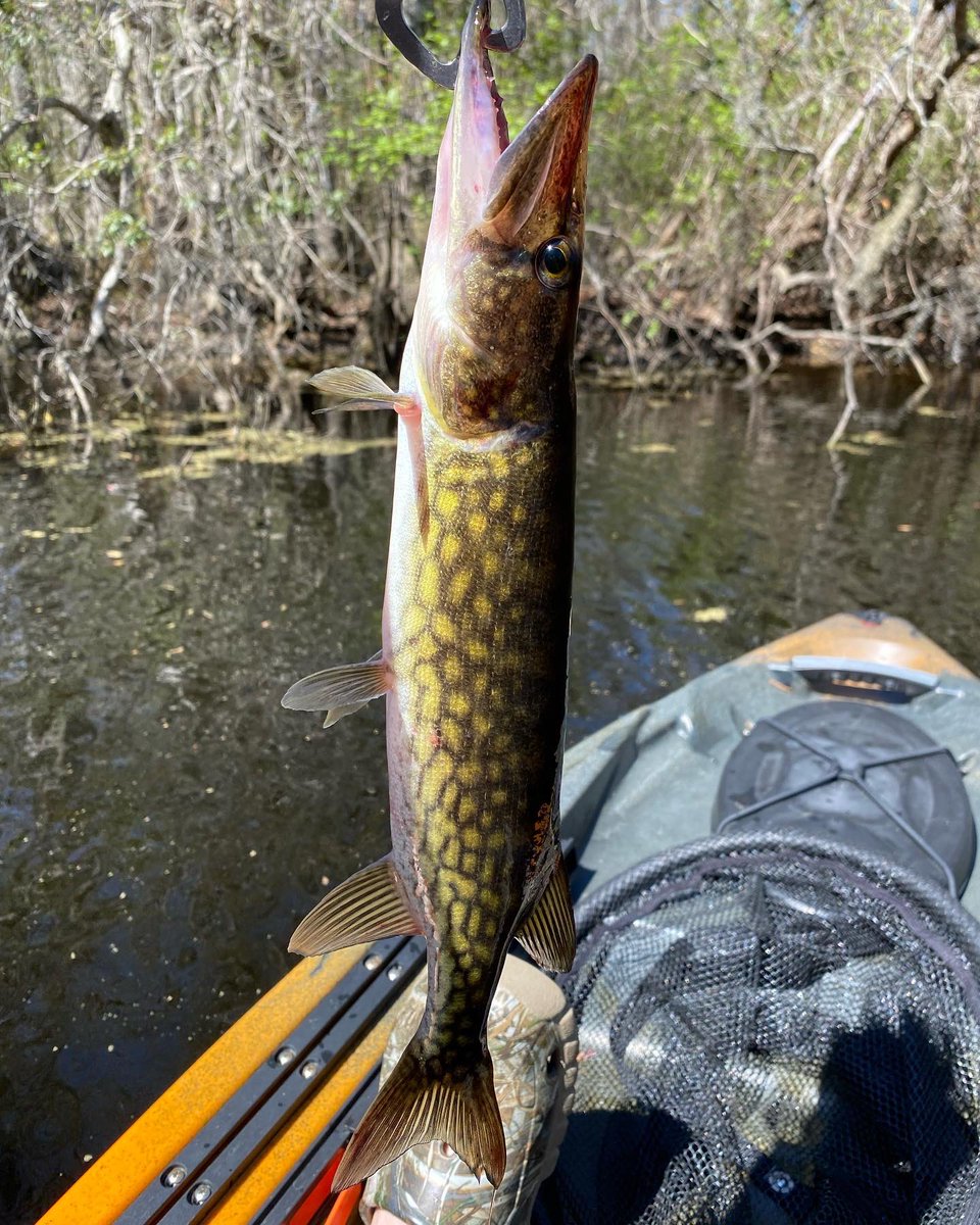 BigBearFishing1's tweet photo. This Chain Pickerel was the prettiest I’ve ever caught! It reminded me of a small Northern Pike. Y’all have fun fishing and/or huntin’ this weekend!! #chainpickerel #bass #bassfishing #ff #outdoors #youtubeangler https://t.co/QgQEWRzfwq