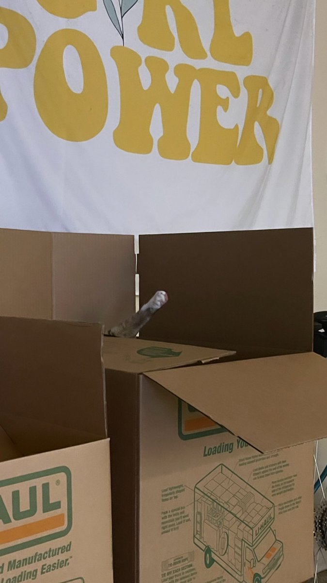 hannerpower's tweet photo. @weirdlilguys weird little guy ♥️s boxes https://t.co/3MFeX3I1rL