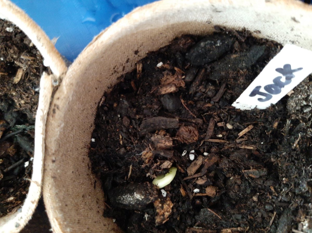 Blue round had eagle eyes today, and spotted the first few of our beans that are starting to sprout! <a href="/HiaNursery/">HIANursery</a> <a href="/HIAMrsRadwan/">Mrs Radwan</a> @HIAMissIllidge