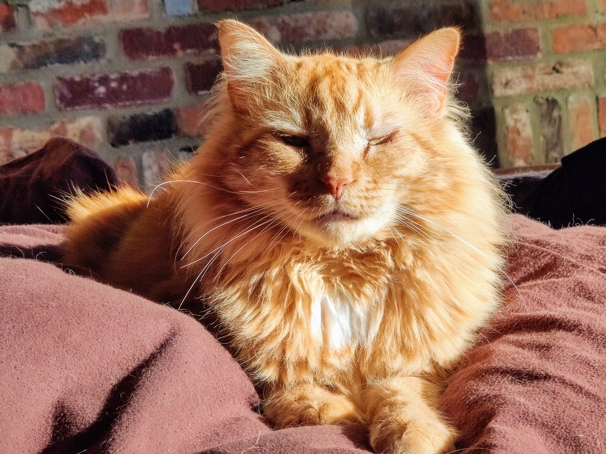 Tormund Sofasbane 🐱🦁🐱 tweet media