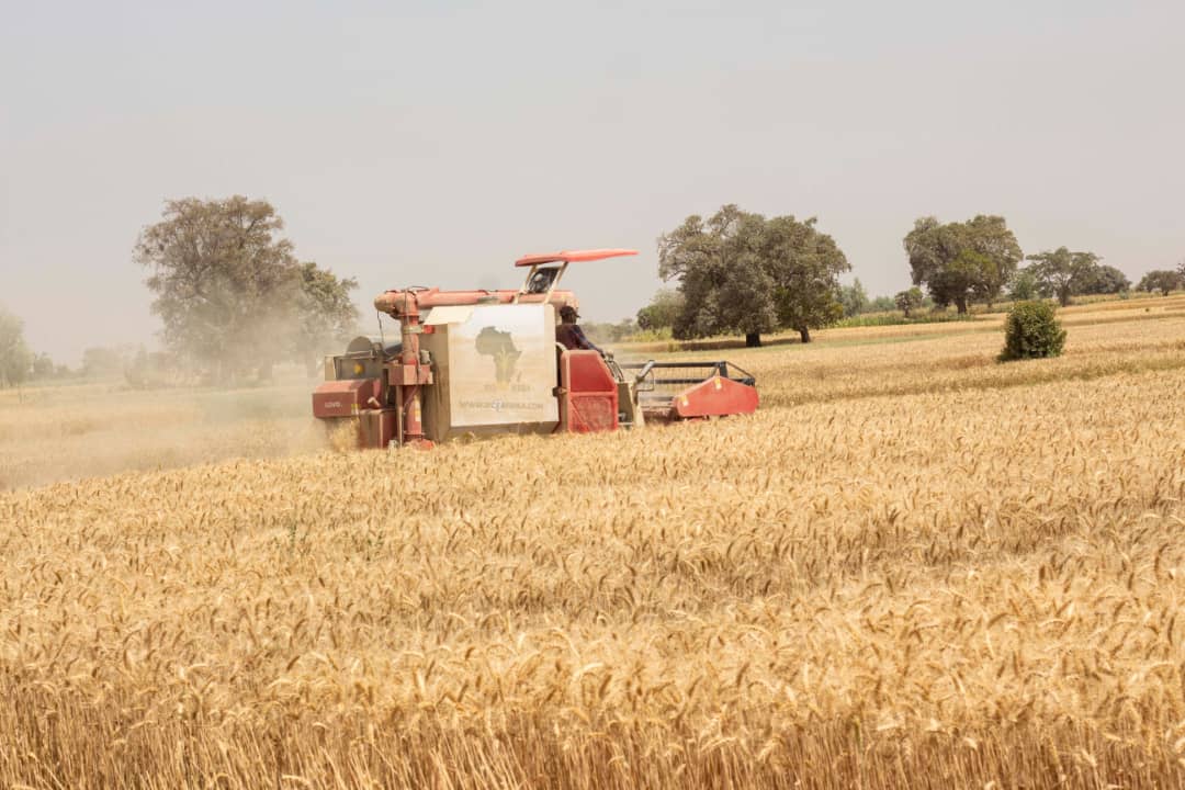 fmanng_'s tweet photo. It’s finally harvest season &amp; to ensure post-harvest loss is drastically reduced, we are collaborating with @RiceAfricanSA  and @Actagribusiness to bring mechanized harvest to farmers across the 15 wheat growing states.
A shot of the Combine harvester at Alh Magaji’s farm Jigawa https://t.co/STMIGPRhP6