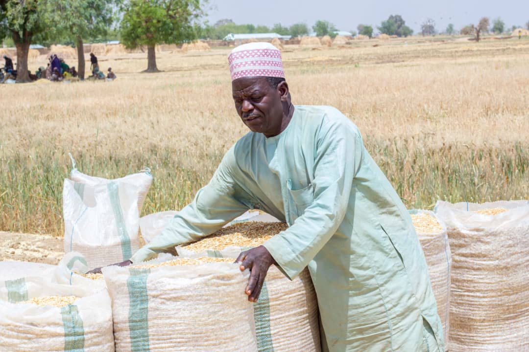 fmanng_'s tweet photo. It’s finally harvest season &amp; to ensure post-harvest loss is drastically reduced, we are collaborating with @RiceAfricanSA  and @Actagribusiness to bring mechanized harvest to farmers across the 15 wheat growing states.
A shot of the Combine harvester at Alh Magaji’s farm Jigawa https://t.co/STMIGPRhP6