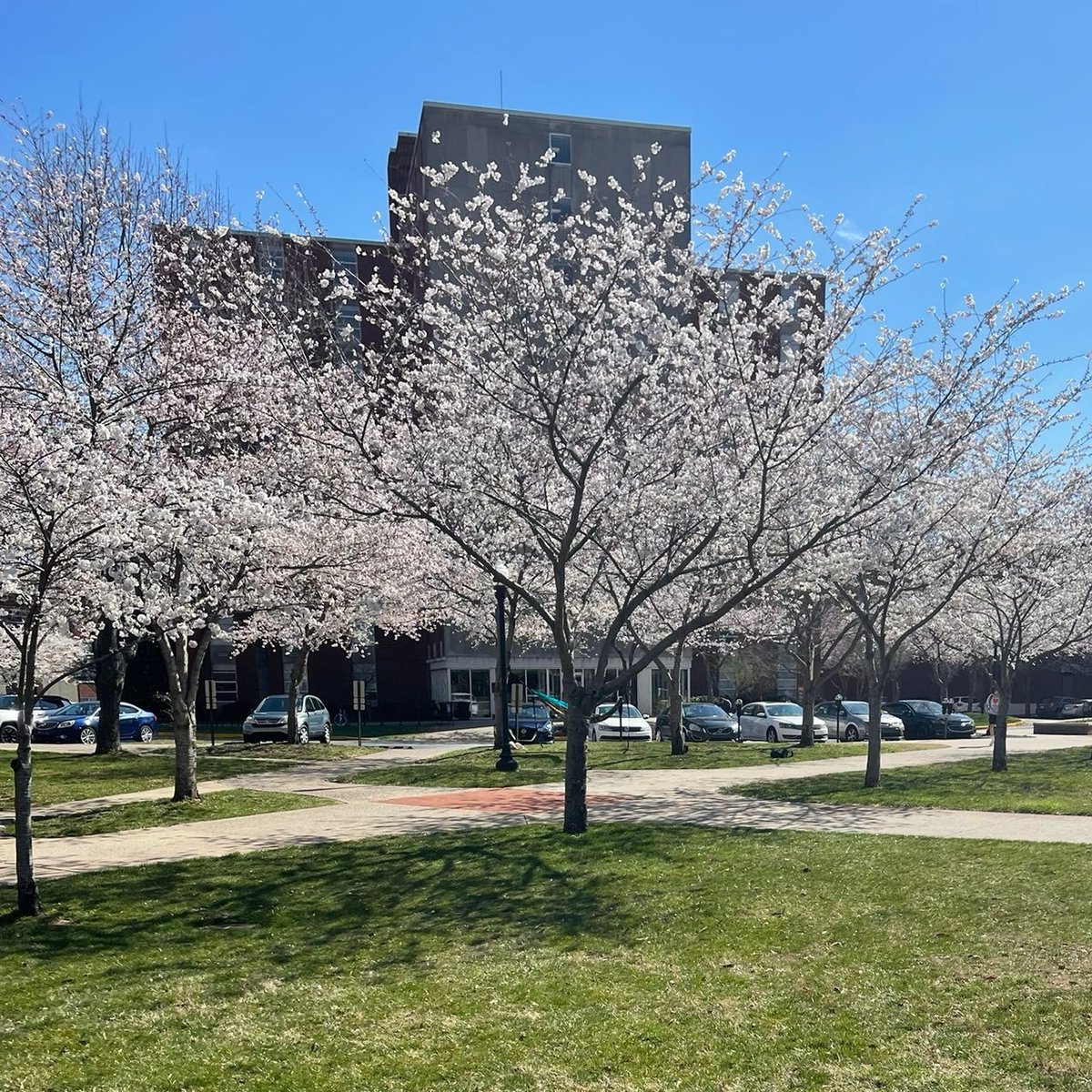 "Let your dreams bloom like cherry blossoms." - Intrepid Scout