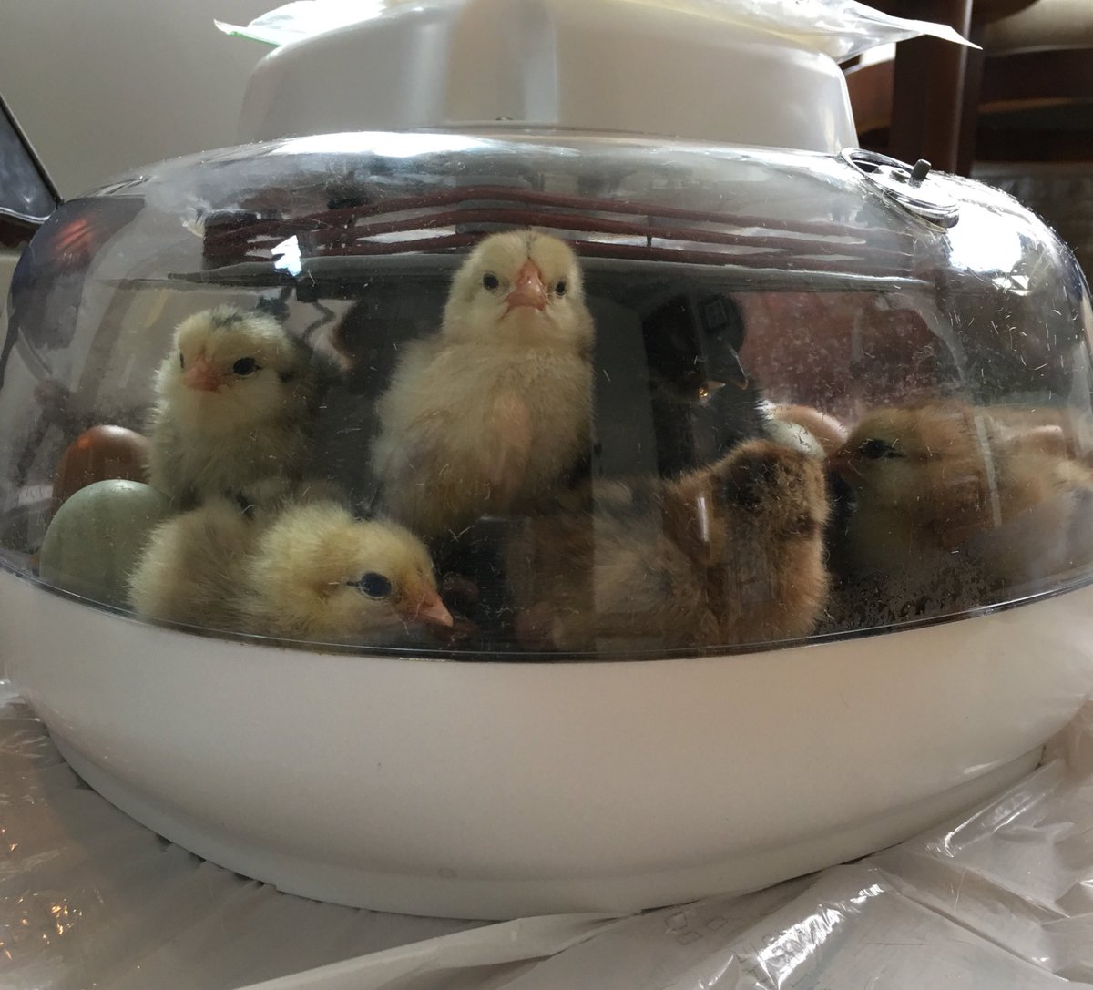 DaniiiiV's tweet photo. Good morning all! Hereโs an update on the baby chickies: 9 peepers have hatched! ๐ฃ๐ฅ12 more to go!! I have a couple black Easter egger silkies in there! Canโt wait to see how this barnyard mix turns out๐โค๏ธ
#littlefluffs #chickie #farmlife #homestead #barnyardmix #chickenlady https://t.co/cZDrkWa1ve