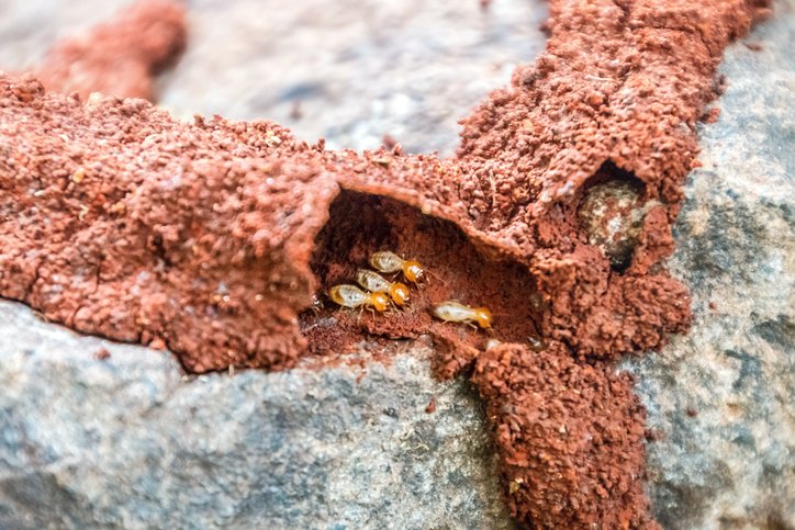 Like all termites, subterranean termites are cryptobiotic: they like to live in tiny, hidden spaces. Their most obvious sign are the mud tunnels they build connecting their ground-based nests to your home. (2/5)