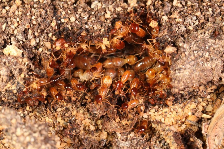 Subterranean termites, the second most common termite in Southern California, nest in the ground beneath foundations, emerging at night to feast on your home. (THREAD 1/5)