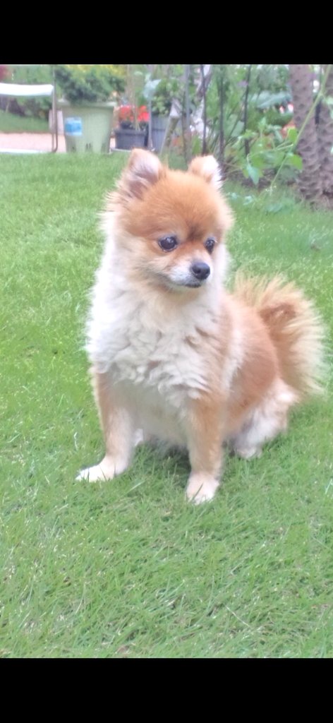 ティーカップポメラニアン Wyszukiwarka Twittera Twitter