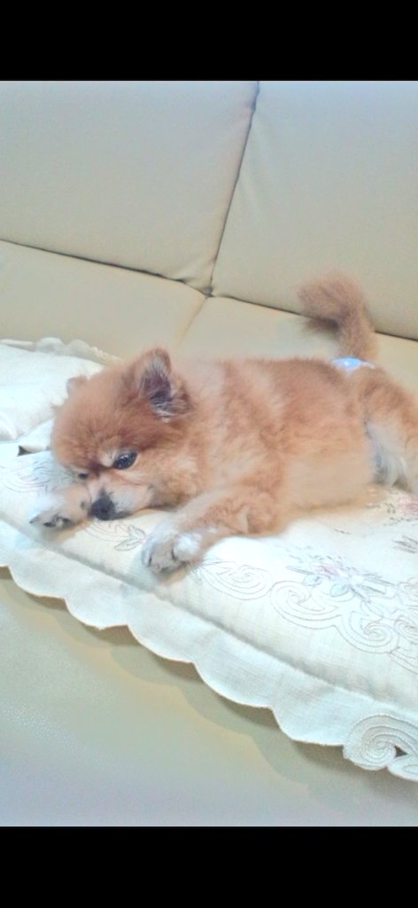 ティーカップポメラニアン Wyszukiwarka Twittera Twitter