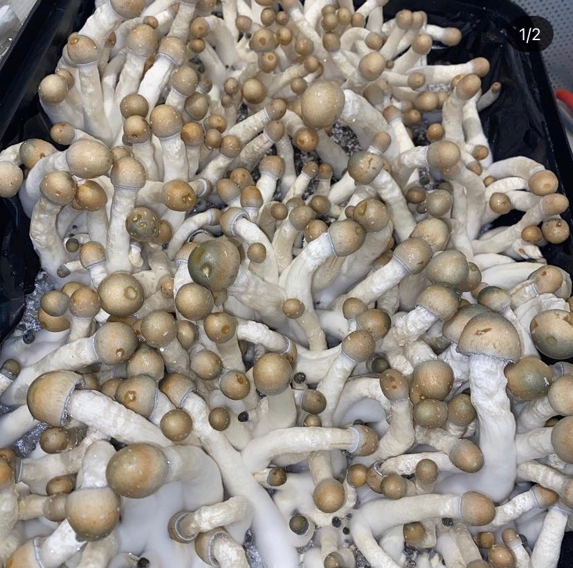 yeezytaughtme30's tweet photo. Always available 🍄🌚 https://t.co/gs4BkhT7or