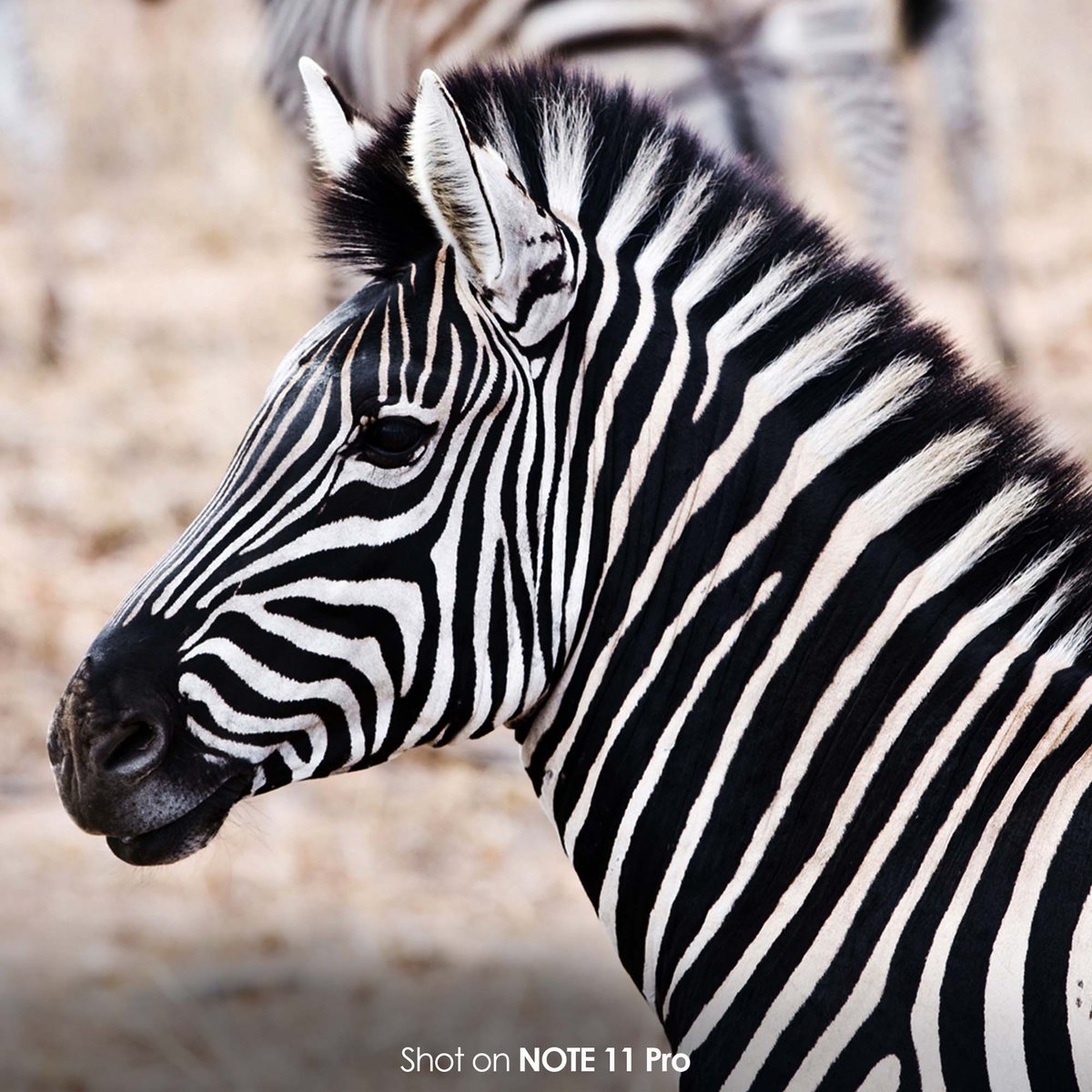 infinixrwanda's tweet photo. Amazing shot😍

Share with us your photos of wildlife with the hashtag #NOTE11Imagery to get featured!

#Shoton #NOTE11Pro https://t.co/J7d2TUczmz