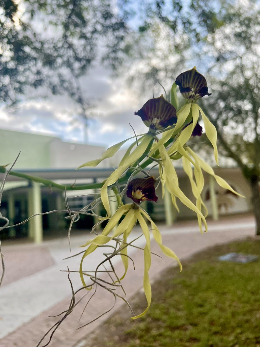OrchidSTEMLab's tweet photo. Prosthechea cochleata, the #endangered clamshell #orchid, is found in #Florida’s cypress swamps and hammocks…blooming @LawtonChilesMS! https://t.co/JiOatOmlmX