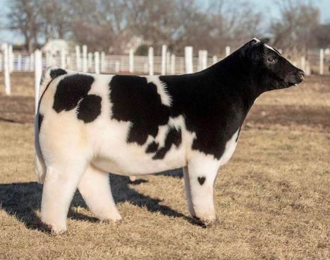 CowsWorld1's tweet photo. 💕
#cow https://t.co/vu4he6vQUG