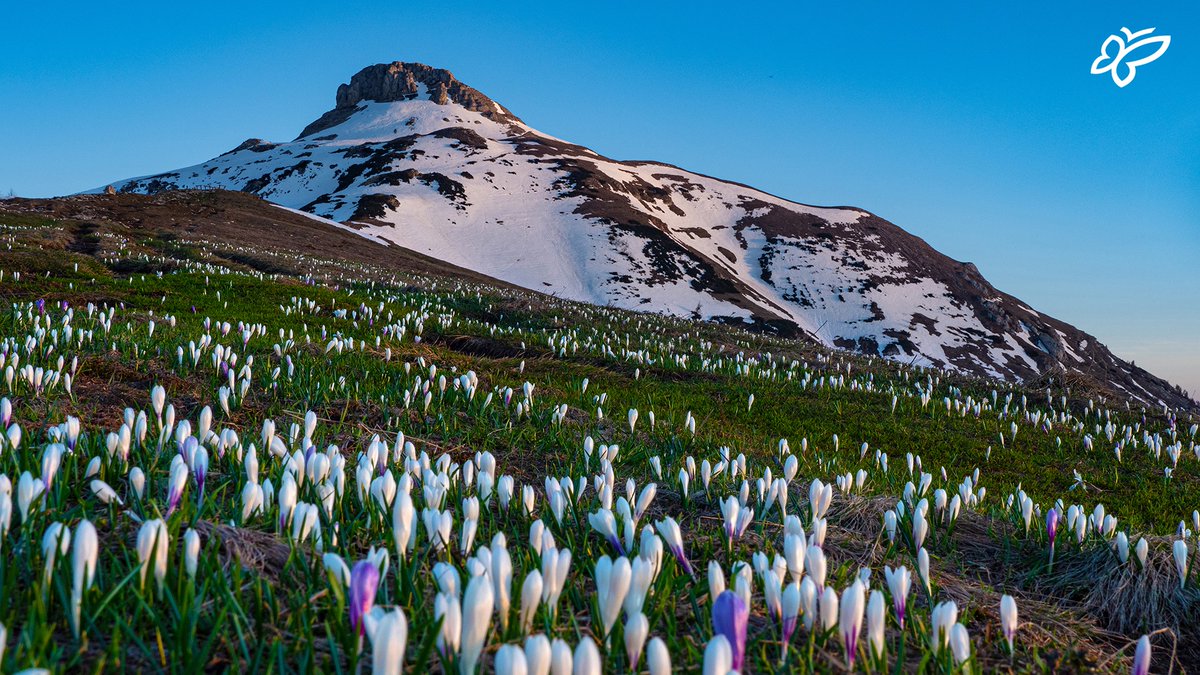 Spring is blooming! 🌸 It is time to enjoy its colours: head to Mount Bondone and admire the symphony of white and purple of the crocus! ➡️ tinyurl.com/Floralcolour [📍 @AptTrento | 📷 M. Simonini] #visittrentino