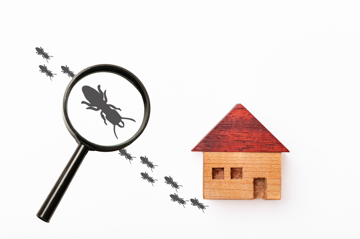 What’s the key to protecting your home against subterranean termites? Be on the lookout for signs of them. Have your home regularly inspected for termite damage. We’re always around to help. bit.ly/3ipaIPl (5/5)
