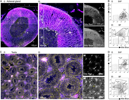 J_Cell_Sci's tweet photo. From our 'Tools and Resources' section: Fraser &amp;co @DrStuartFraser1 @Biologist_Bobby @blood_lab @SydneyNano @Sydney_Uni present Intracellular flow cytometric lipid analysis – a multiparametric system to assess distinct lipid classes in live cells: https://t.co/3xEAvIpbaM https://t.co/nlzP2e9mrP