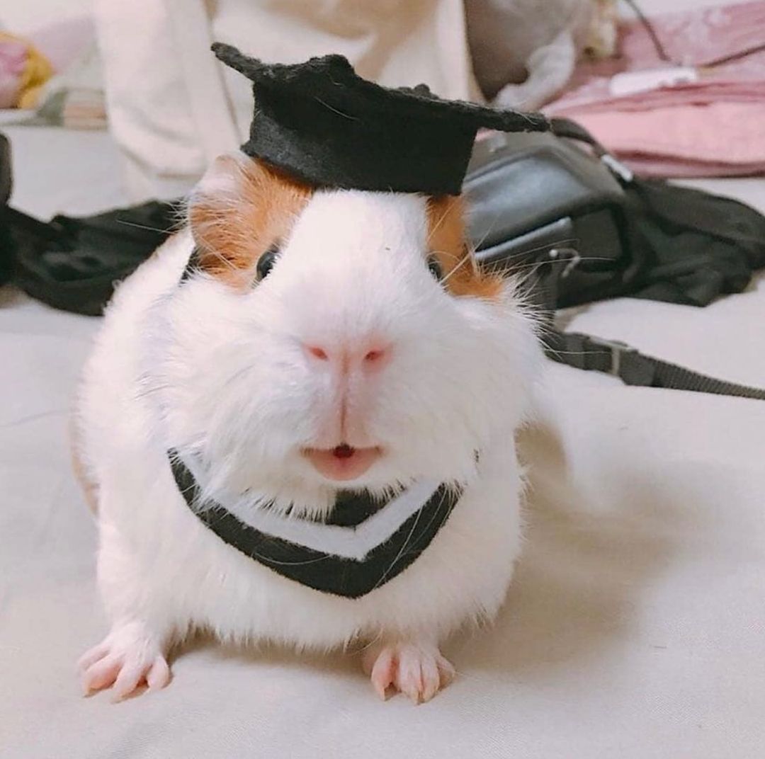 💕
#Guineapig