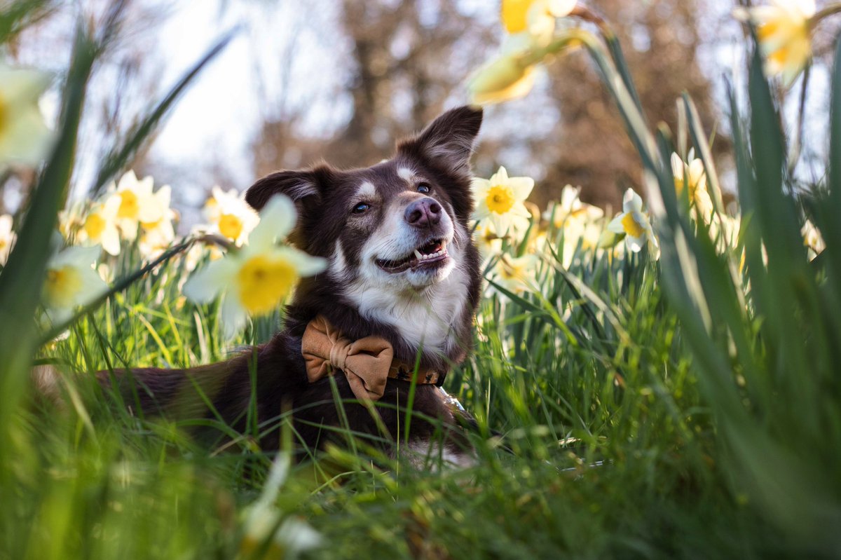 Spring is here 🌼🌞💛 #spring #dogsoftwitter #rescuedog