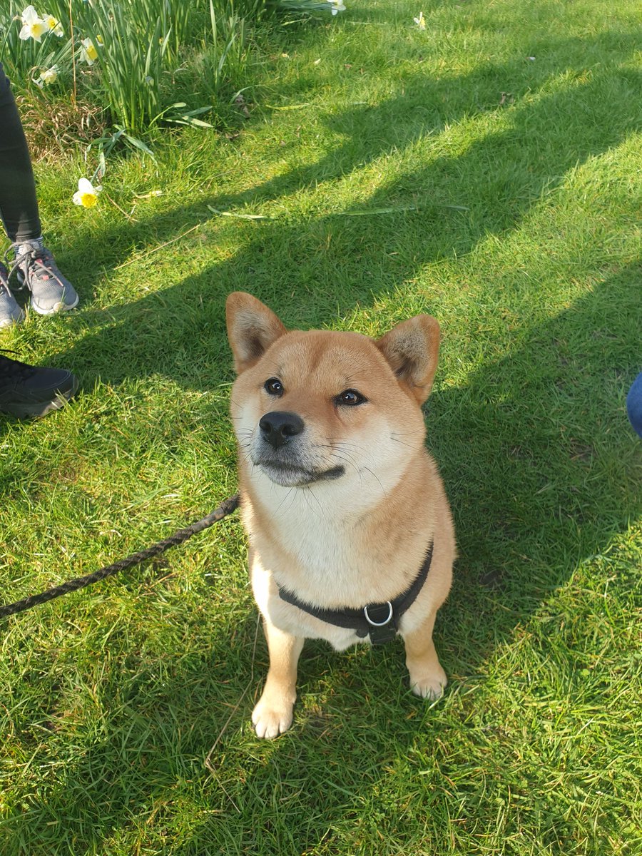 Kiani Jeacock (@kianijeacock) on Twitter photo My fav 4-legged friend visited <a href="/EdinburghChem/">Chemistry Edinburgh</a> today before going for a walk up Blackford Hill. I took a 20 min break from #PhD data analysis to have cuddles and pets in the sun. These little things really make a difference π»βοΈ #phdlife #phdchat My fav 4-legged friend visited <a href="/EdinburghChem/">Chemistry Edinburgh</a> today before going for a walk up Blackford Hill. I took a 20 min break from #PhD data analysis to have cuddles and pets in the sun. These little things really make a difference π»βοΈ #phdlife #phdchat